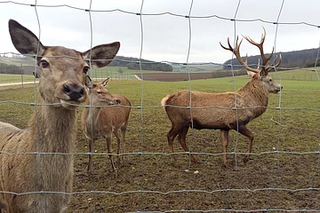 Rot- und Dammwildgehege in Huisheim