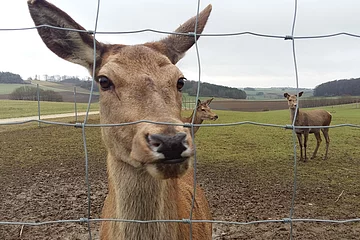 Rot- und Dammwildgeheg Huisheim