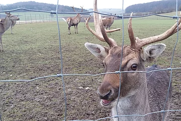 Rot- und Dammwild im Gehege Huisheim