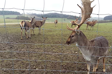 Das Rot- und Dammwildgehege in Huisheim - am Wanderweg Monheimer Alb Nr. 17