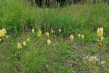 Wanderweg Nr. 7 Monheimer Alb - auf vielen Lichtungen sind Blühteppiche zu finden