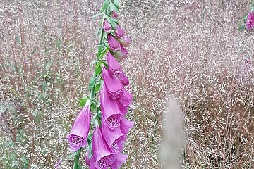 Wanderweg Nr. 7 Monheimer Alb - Blütenpracht am Wegesrand