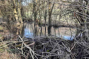 Biberbau am Kohlenbach