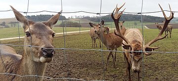 Das Rot- und Dammwildgehege in Huisheim - direkt am Wanderweg Monheimer Alb Nr. 17 gelegen